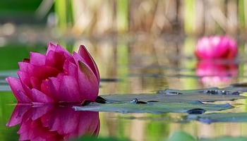 Energie update Witte Spiegel levenspad 11 - 23 april 2021: Trouw zijn aan de nieuwe jij